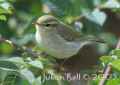 Зеленая пеночка фото (Phylloscopus trochiloides) - изображение №2395 onbird.ru.<br>Источник: www.naturalbornbirder.com